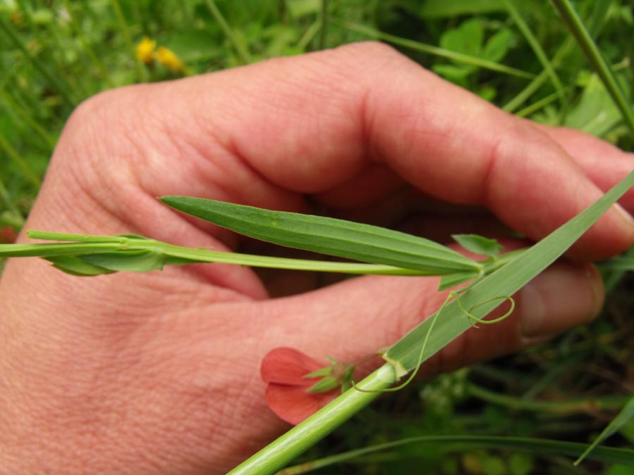 Lathyrus cicera / Cicerchia cicerchiella